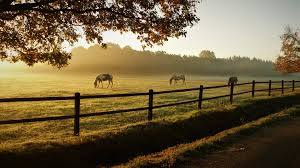 Pasture Board (Horse) self board